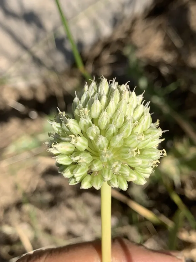 Allium dictyoprasum
