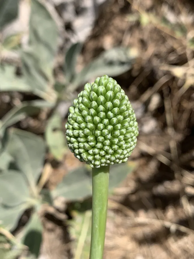 Allium dictyoprasum