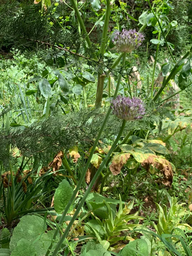 Allium fedtschenkoi