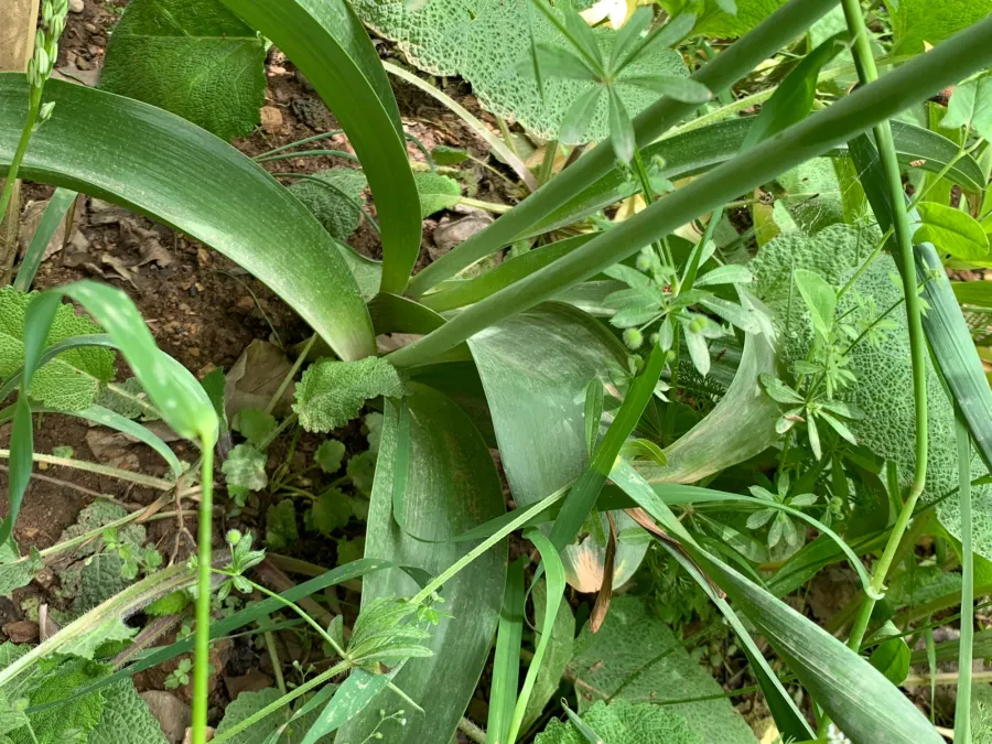 Allium fedtschenkoi