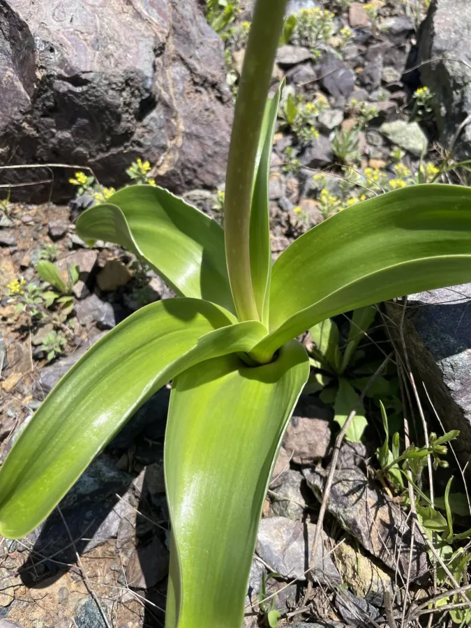 Allium fedtschenkoi