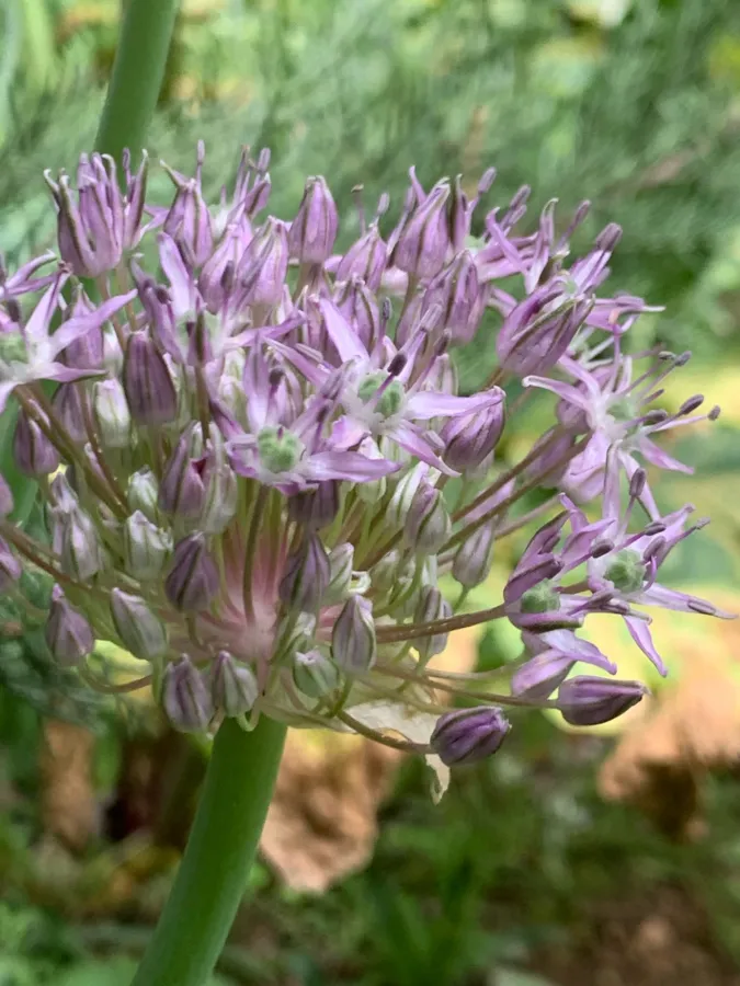 Allium fedtschenkoi