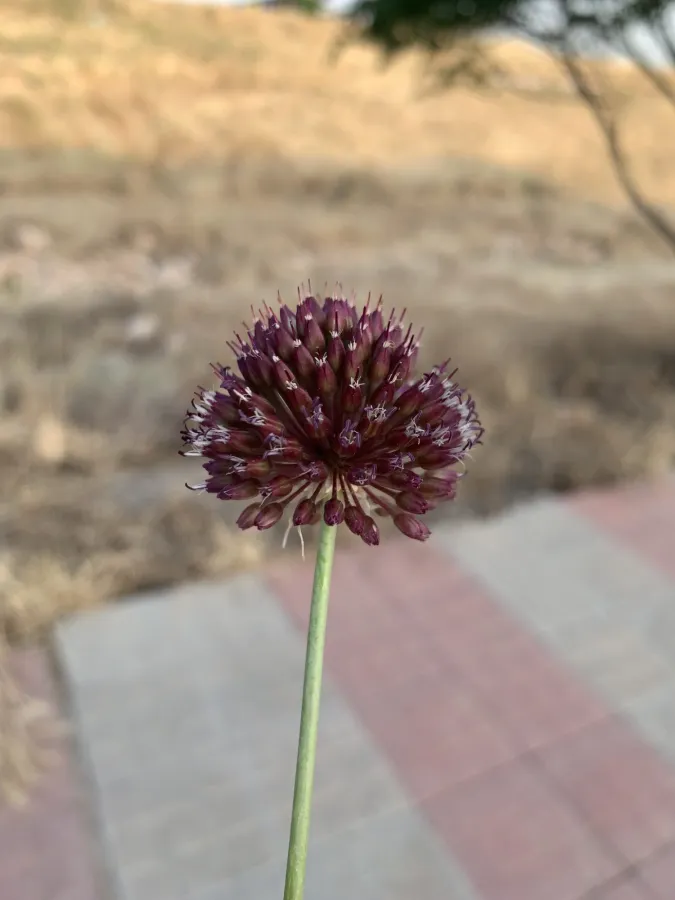 Allium fuscoviolaceum