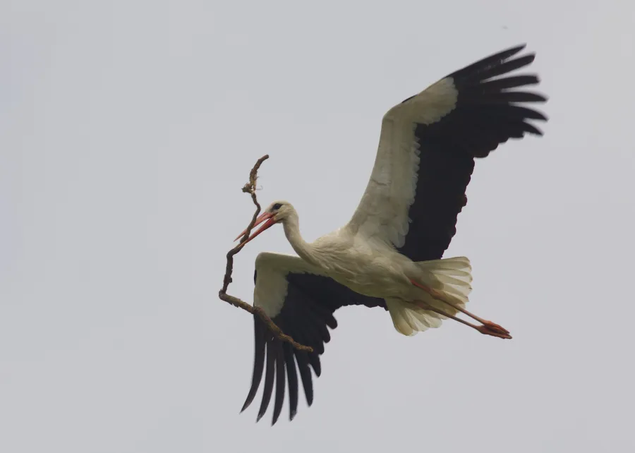 Western White Stork
