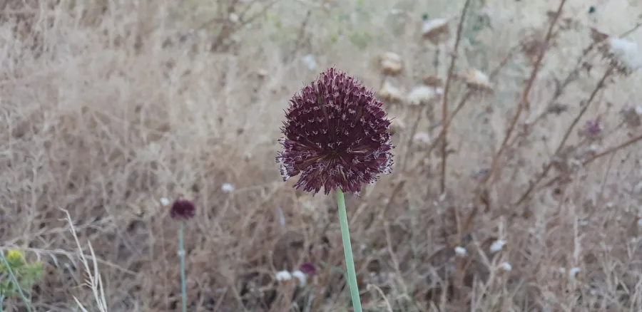 Allium fuscoviolaceum