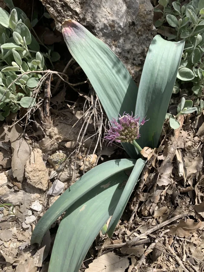 Allium haemanthoides