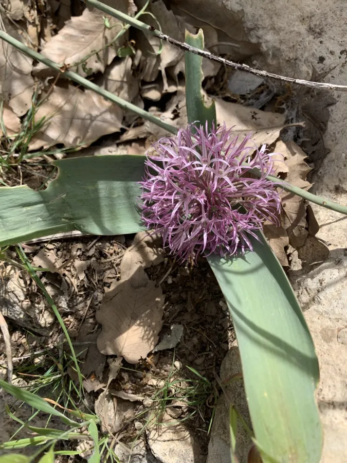 Allium haemanthoides