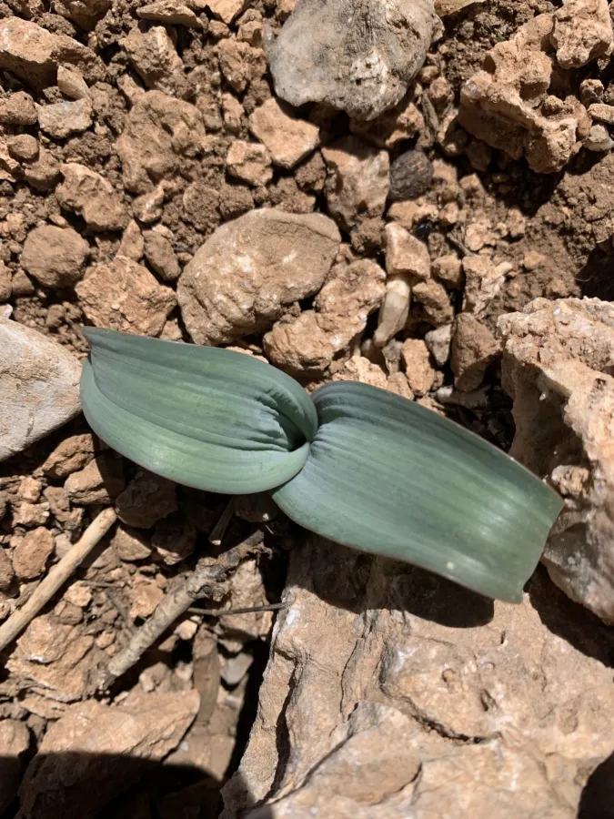 Allium haemanthoides