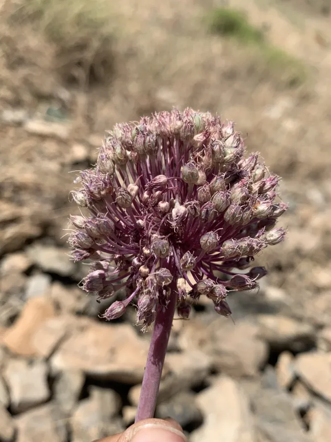 Allium iranicum