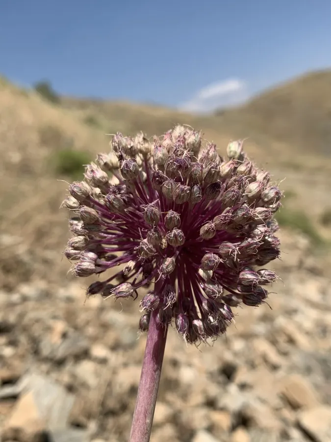 Allium iranicum