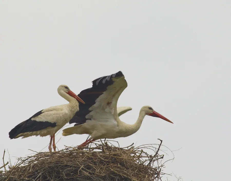 Western White Stork