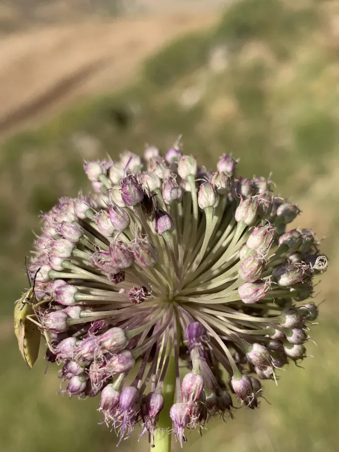 Allium iranicum