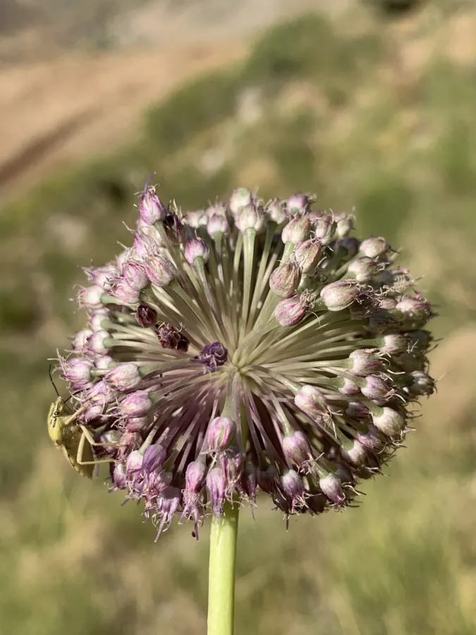 Allium iranicum