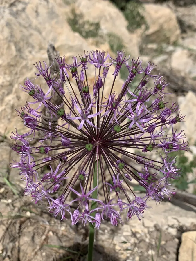 Allium jesdianum