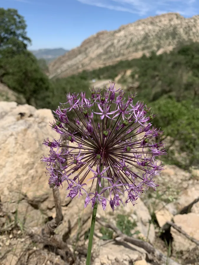 Allium jesdianum