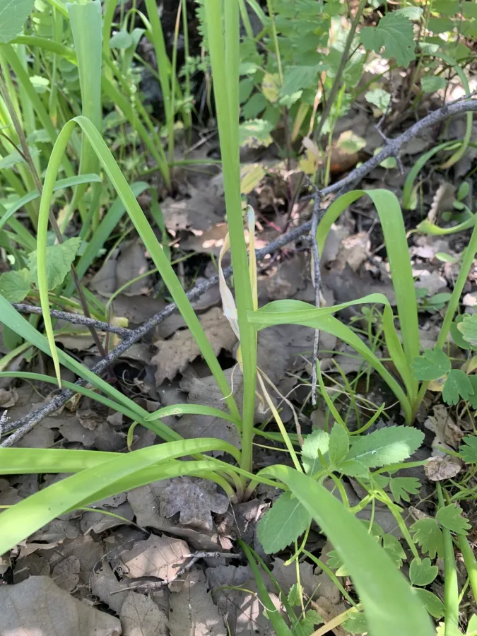 Allium jesdianum