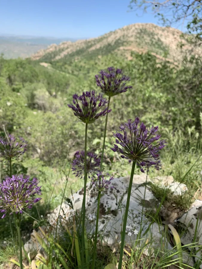 Allium jesdianum
