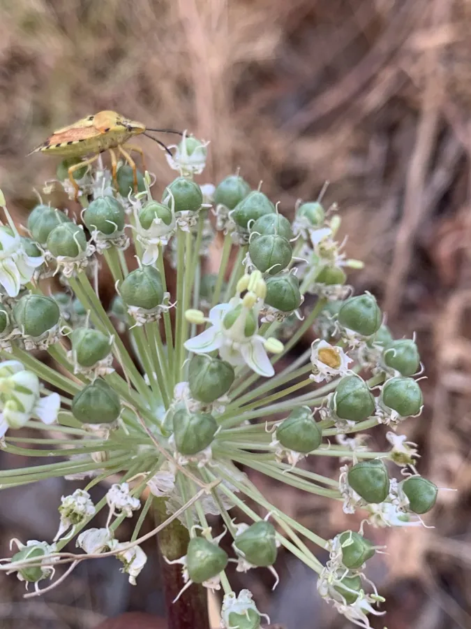 Allium koelzii