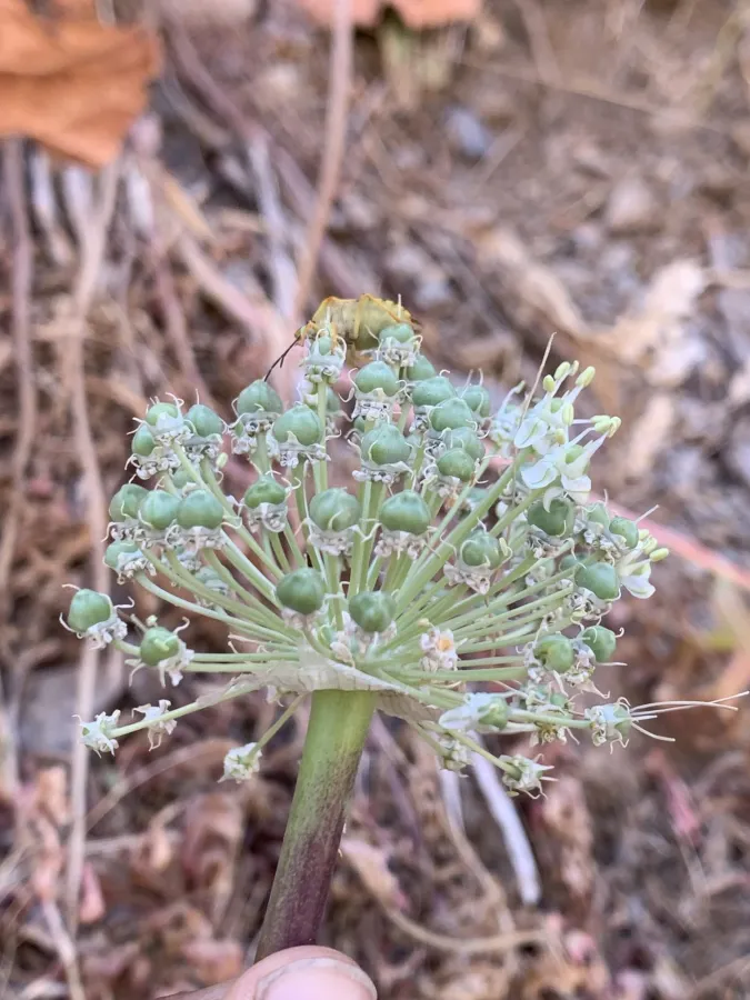 Allium koelzii