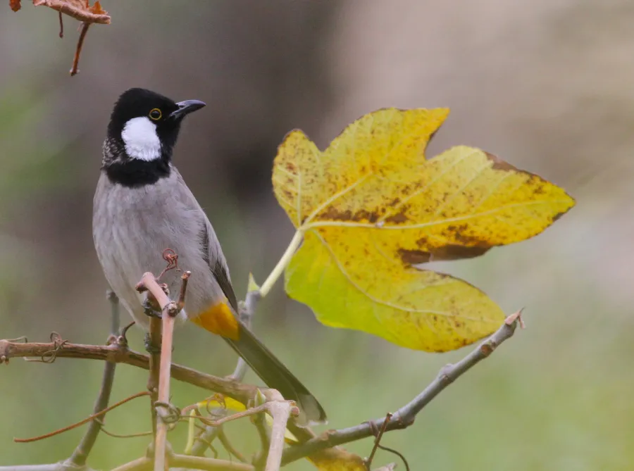 White-eared Bulbul