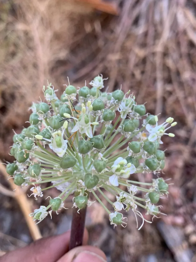 Allium koelzii