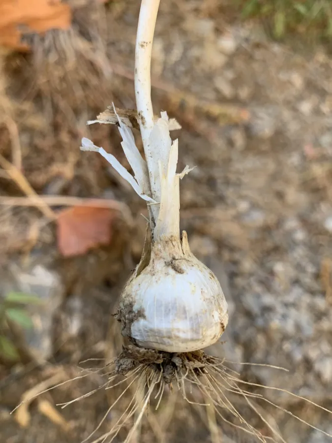 Allium koelzii