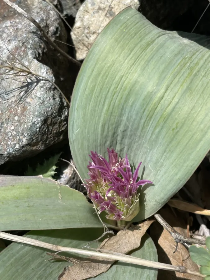 Allium kurdistanicum