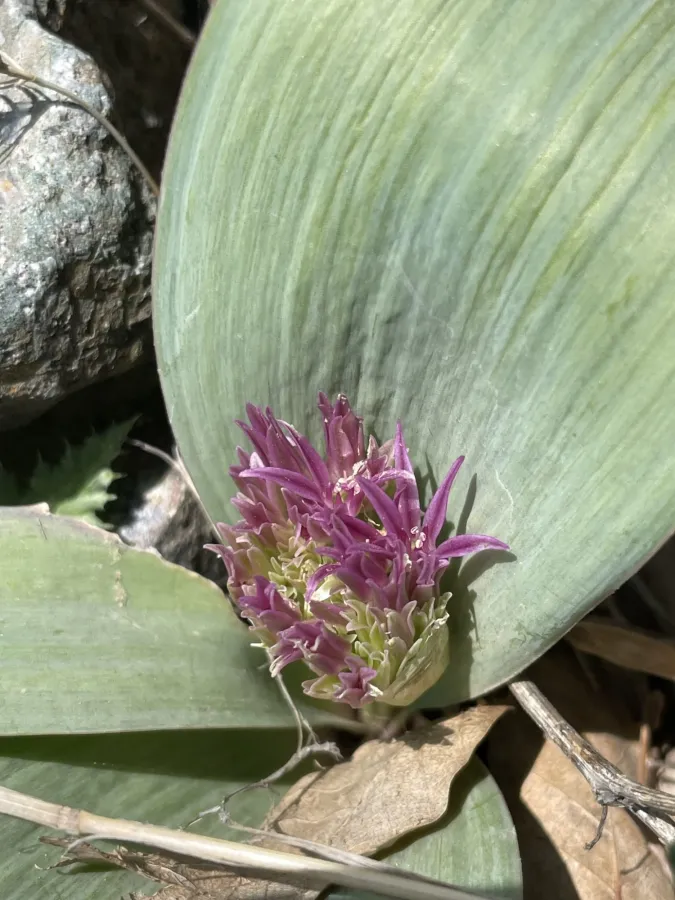 Allium kurdistanicum