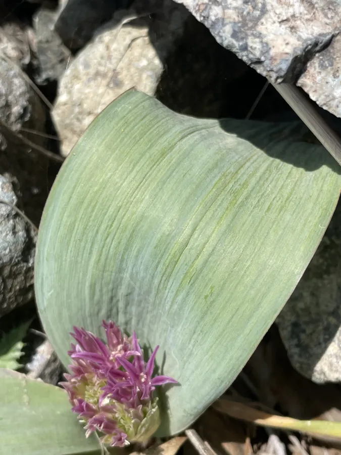 Allium kurdistanicum