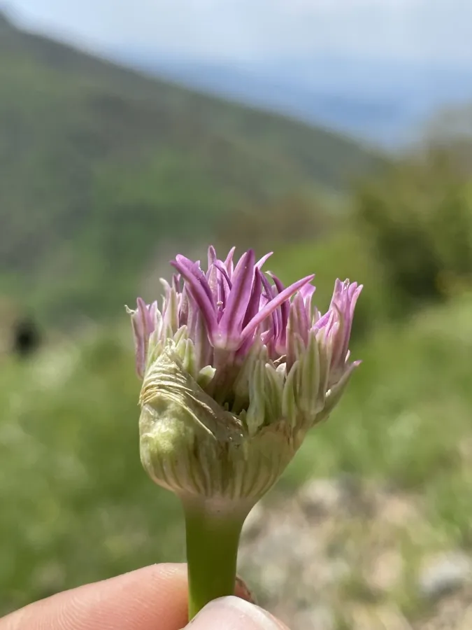Allium kurdistanicum