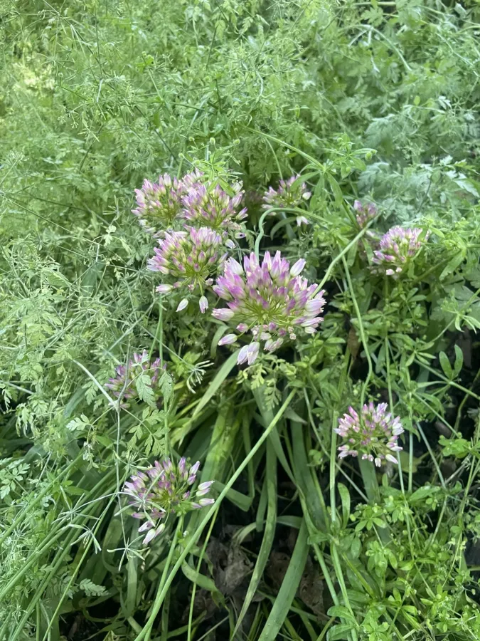 Allium longisepalum