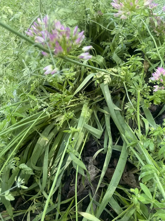 Allium longisepalum