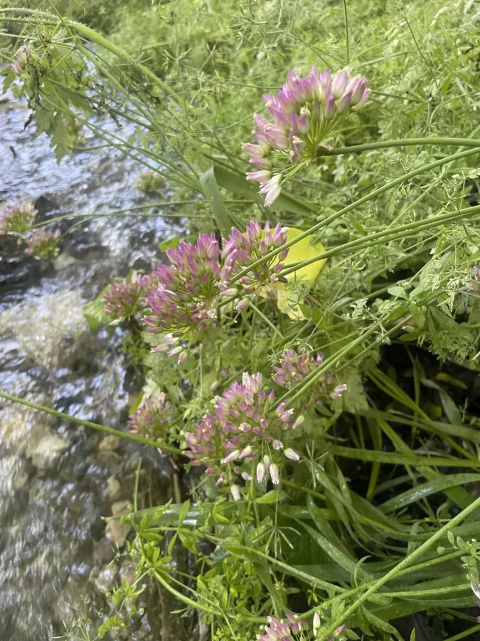 Allium longisepalum