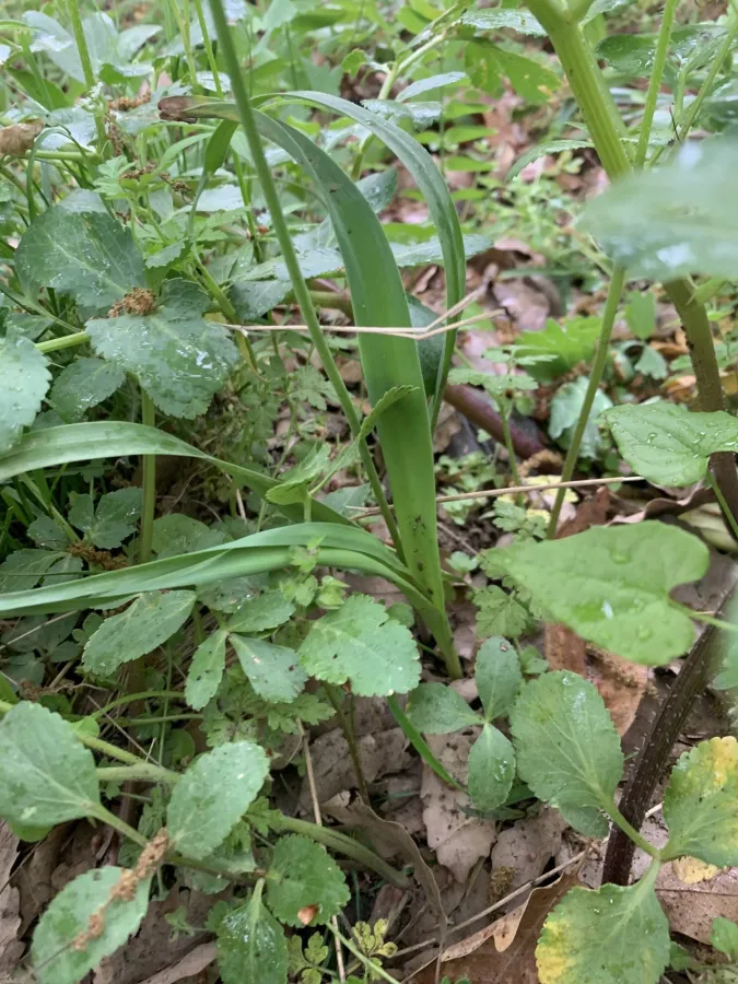 Allium longisepalum