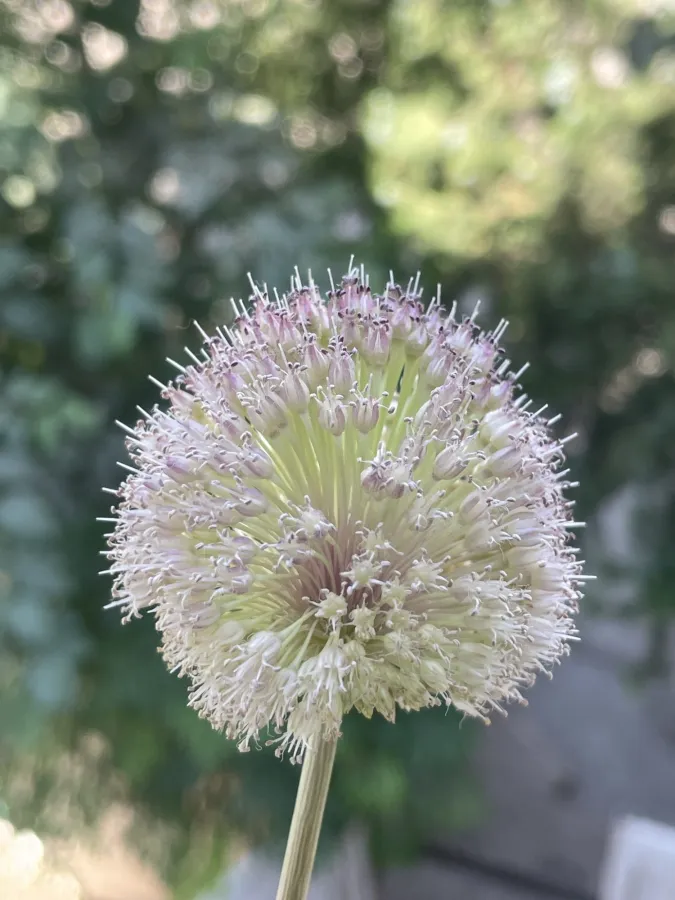 Allium macrochaetum