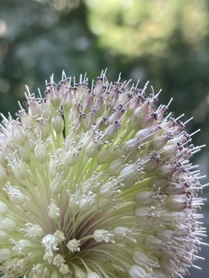 Allium macrochaetum