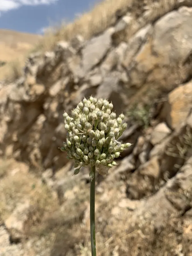 Allium macrochaetum