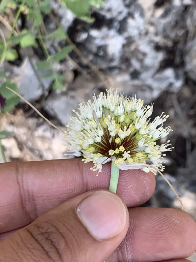 Allium myrianthum
