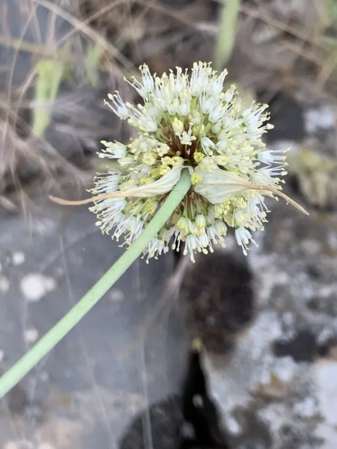Allium myrianthum