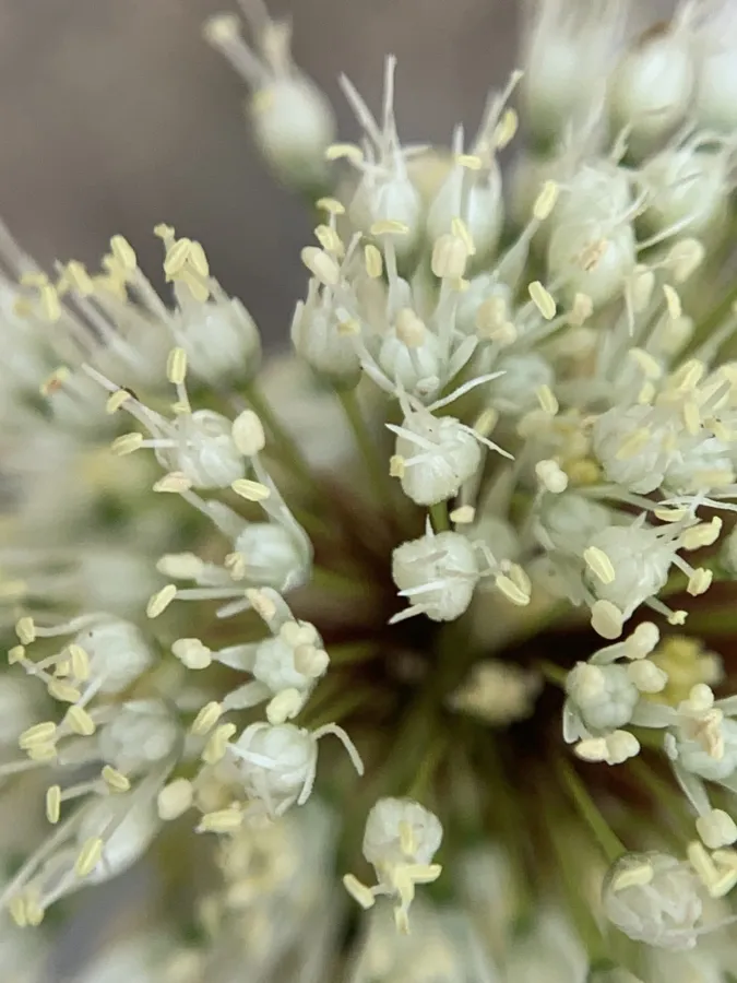 Allium myrianthum