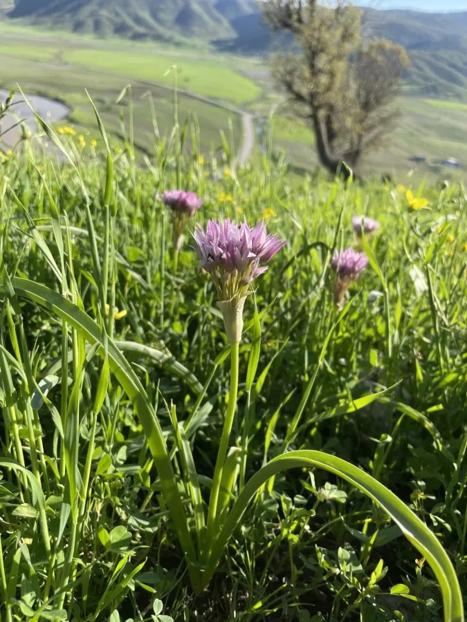 Allium noeanum
