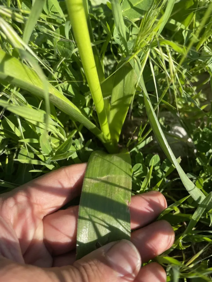 Allium noeanum