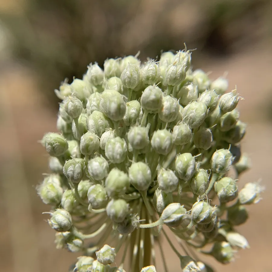 Allium notabile