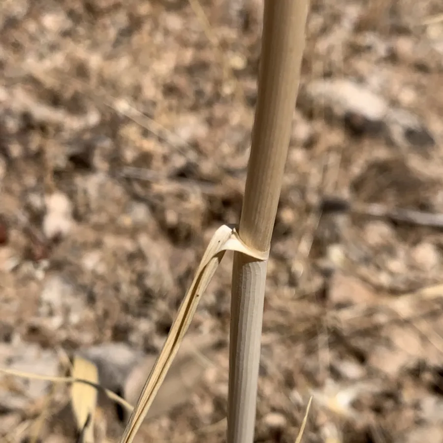 Allium notabile
