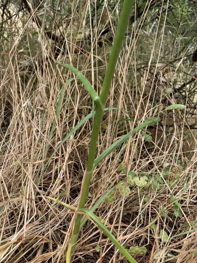 Allium phanerantherum