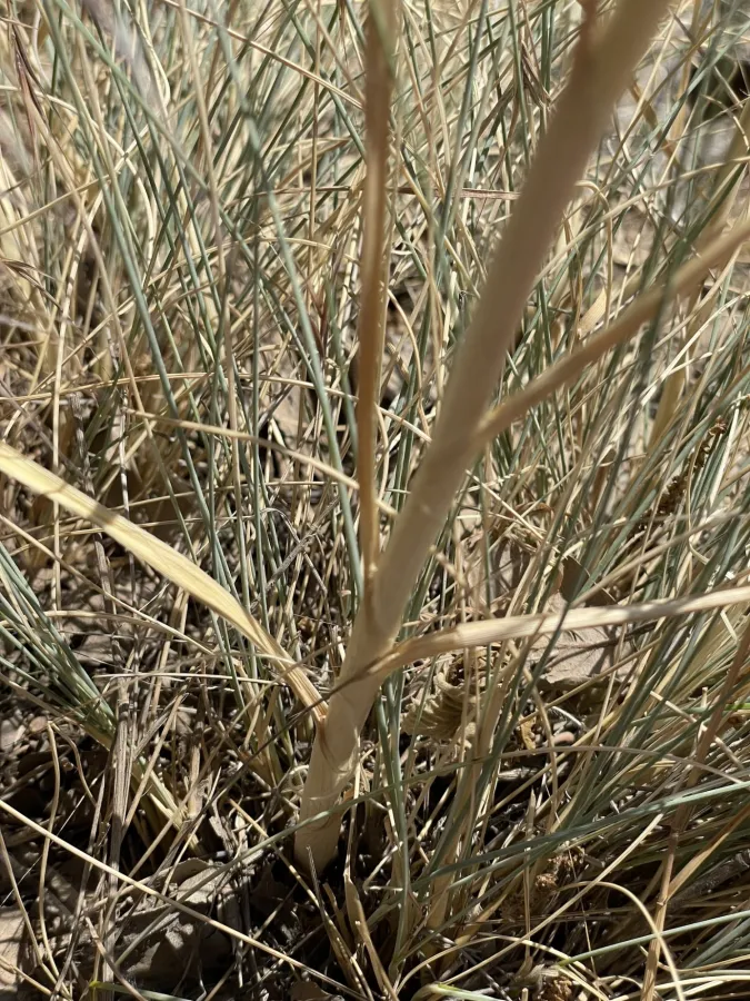 Allium phanerantherum