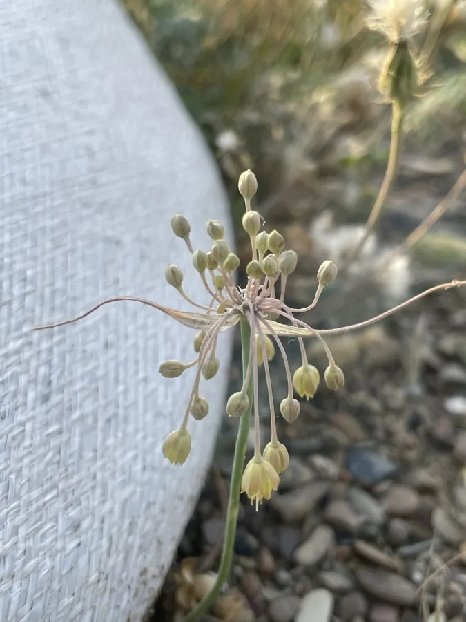 Allium pseudoflavum