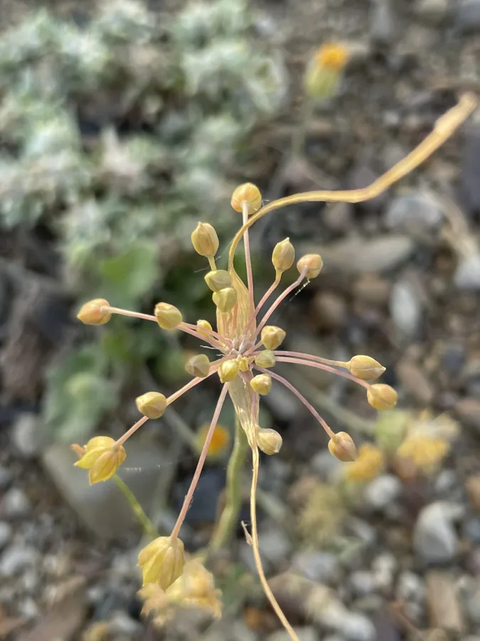 Allium pseudoflavum