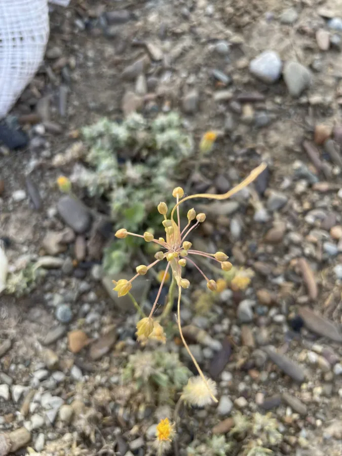 Allium pseudoflavum