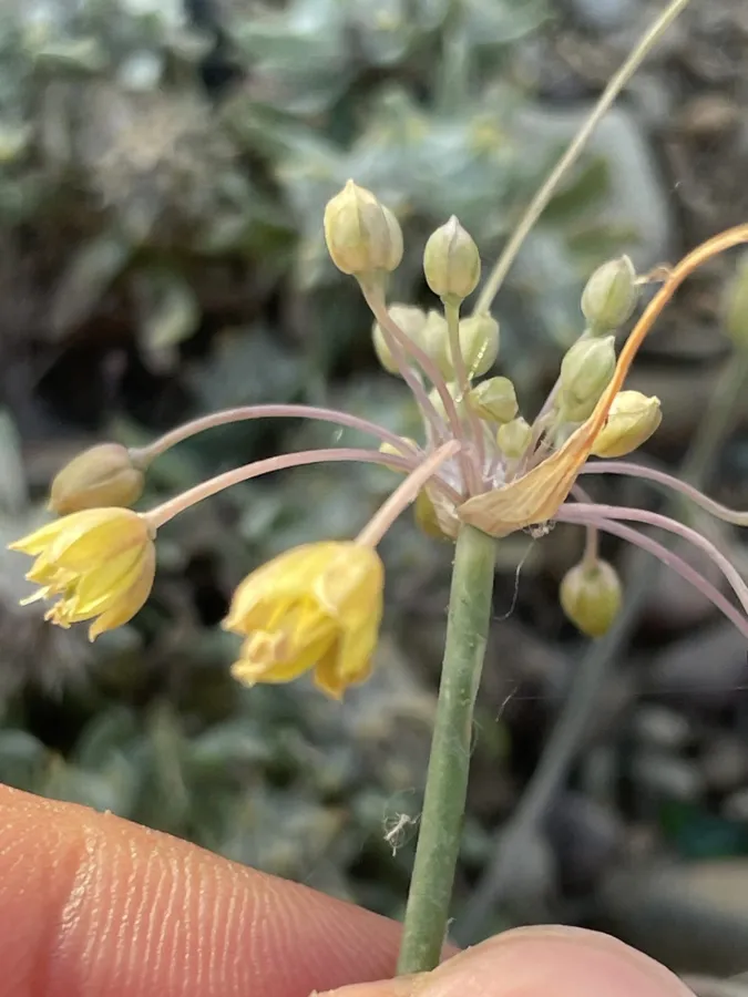 Allium pseudoflavum